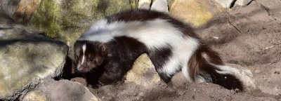 Skunk-removal