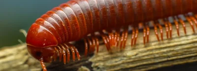 millipedes