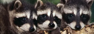 raccoons