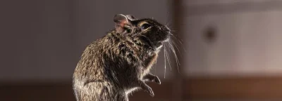 rodent