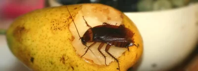 cockroach