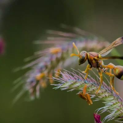 courtice-backfrop-hornet