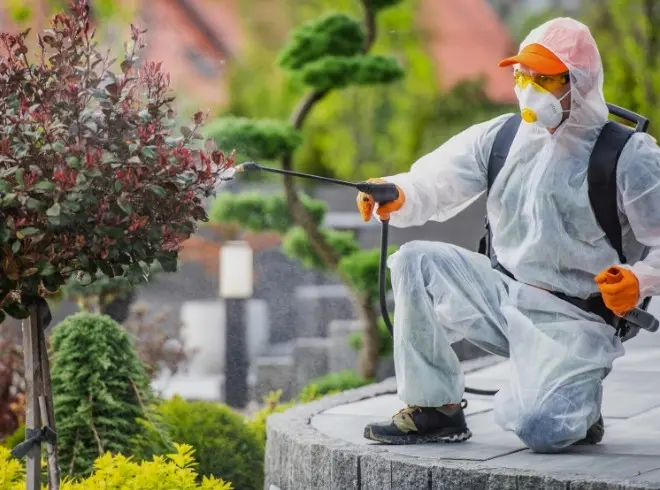 A pest control expert treating leaves for pest infestation in a garden