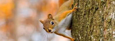 squirrel