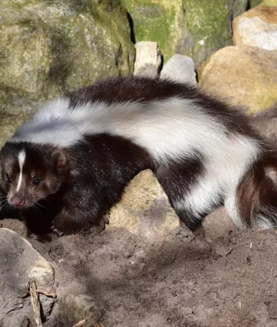 Skunk-removal