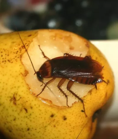 cockroach
