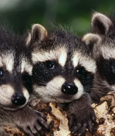 raccoons