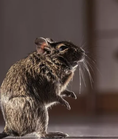 rodent