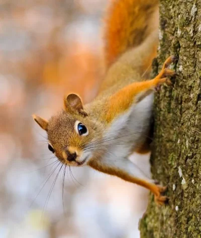 squirrel